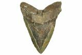 Bargain, Fossil Megalodon Tooth - North Carolina #371493-1